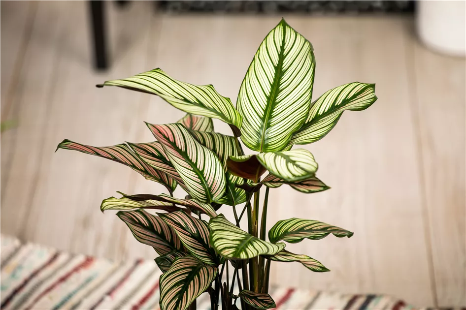 Calathea Hybride Ornata, Korbmarante - Bellaflora