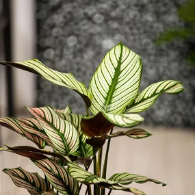 Calathea Hybride Ornata Calathea Hybride Ornata