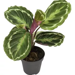Calathea Hybriden
