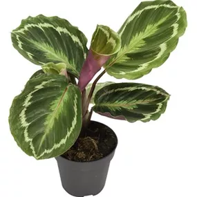 Calathea Hybriden Calathea Hybriden