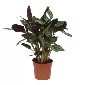 Calathea Insigne Calathea Insigne