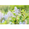bellaflora Gartencenter GmbH
