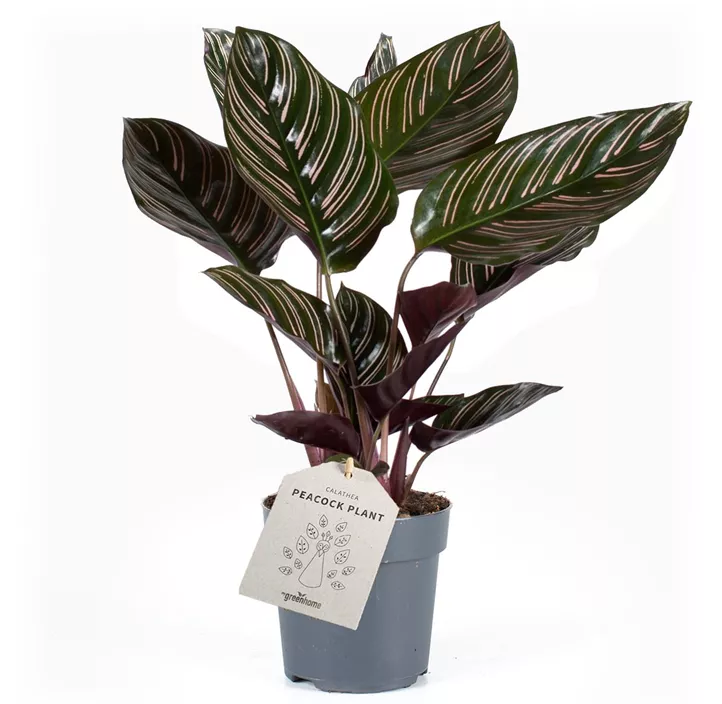 Korbmarante 'Sanderiana'