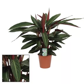 Calathea Stripestar Calathea Stripestar