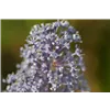 bellaflora Gartencenter GmbH
