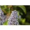 bellaflora Gartencenter GmbH