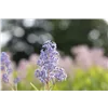 bellaflora Gartencenter GmbH
