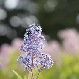 Ceanothus delilianus 'Gloire d.Versailles'