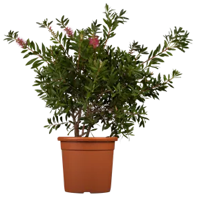 Callistemon citrinus splendens Stamm