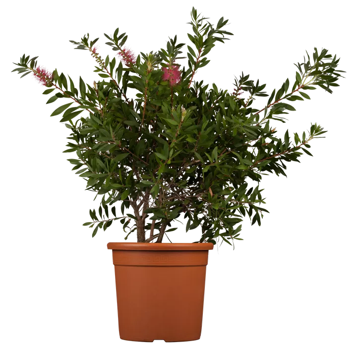 Zylinderputzer 'Splendens'