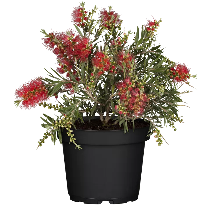 Zylinderputzer 'Masotti'
