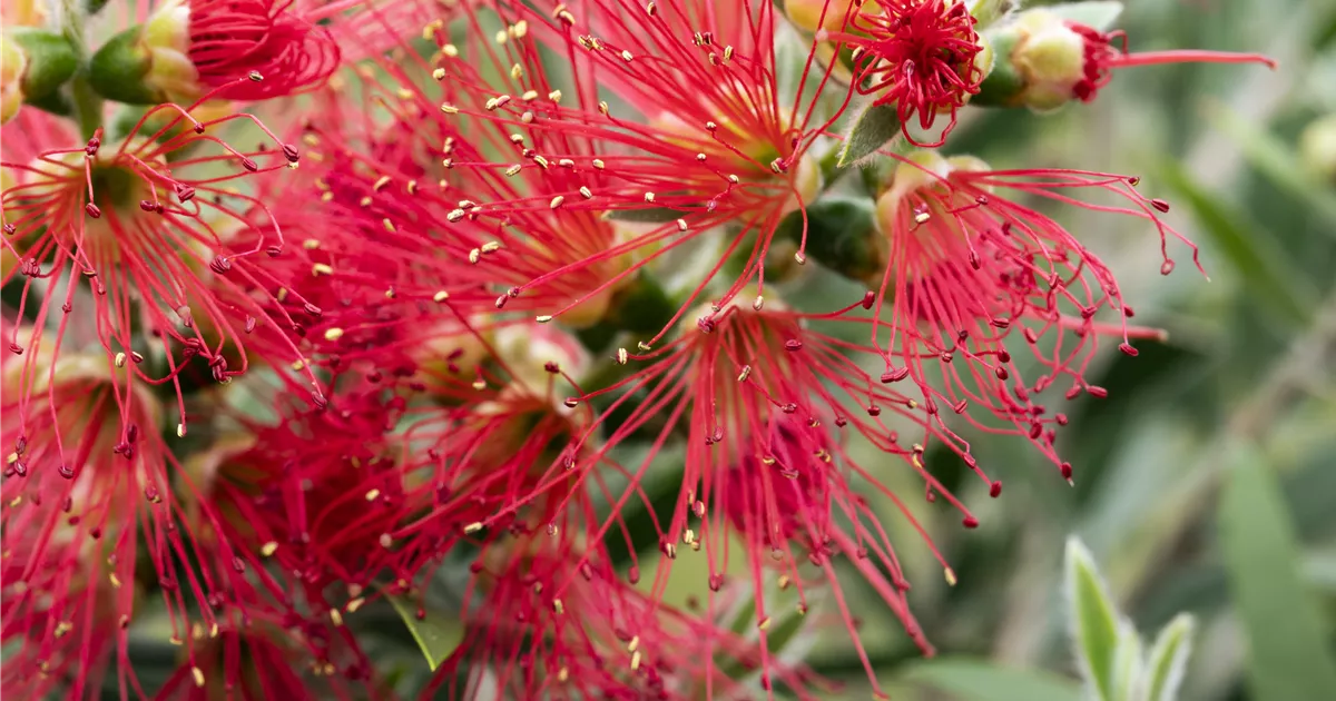 Callistemon masotti Busch, Zylinderputzer 'Masotti' - Bellaflora