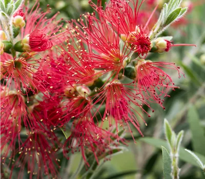 Callistemon masotti Busch