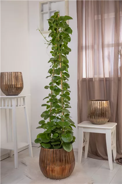 Cissus rotundifolia Pyramide, Klimme - Bellaflora
