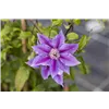 bellaflora Gartencenter GmbH