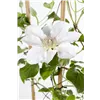 bellaflora Gartencenter GmbH