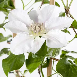Clematis blühend