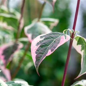 Cornus Pevé Sammy