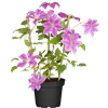 bellaflora Gartencenter GmbH