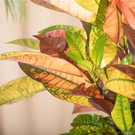 Codiaeum Mrs Iceton