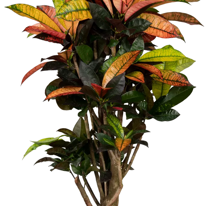 Wunderstrauch 'Mrs. Iceton'