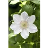 bellaflora Gartencenter GmbH