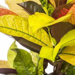 Codiaeum variegatum verzweigt