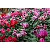 bellaflora Gartencenter GmbH