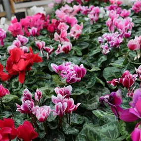 Cyclamen persicum Cyclamen persicum