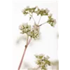 bellaflora Gartencenter GmbH