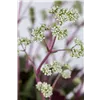 bellaflora Gartencenter GmbH