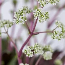 Crassula rosularis