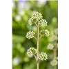 bellaflora Gartencenter GmbH