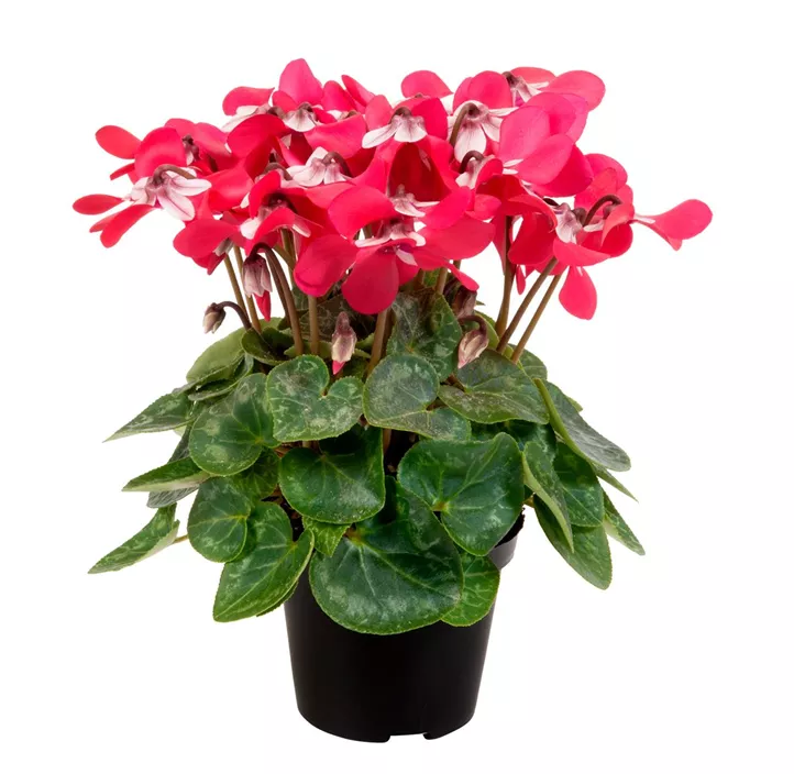 Alpenveilchen 'Djix'