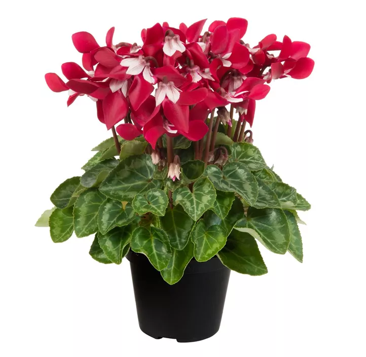 Alpenveilchen 'Djix'