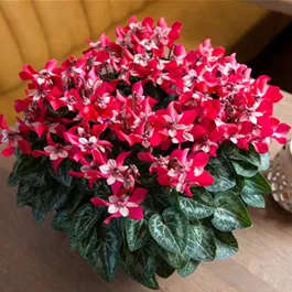 Cyclamen persicum Djix