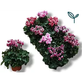 Cyclamen persicum Fuji