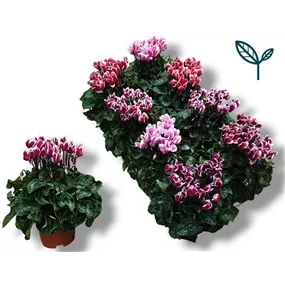 Cyclamen persicum Fuji Cyclamen persicum Fuji