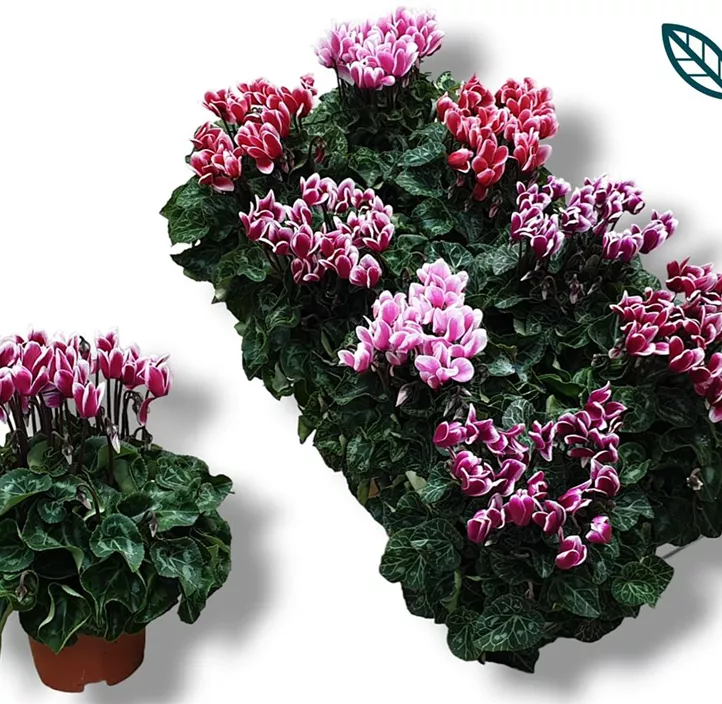 Alpenveilchen 'Fuji'