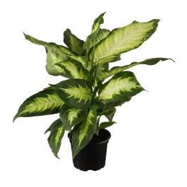 Dieffenbachia camilla