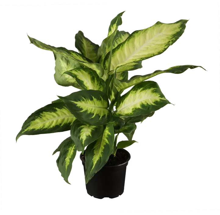Dieffenbachie 'Camilla'