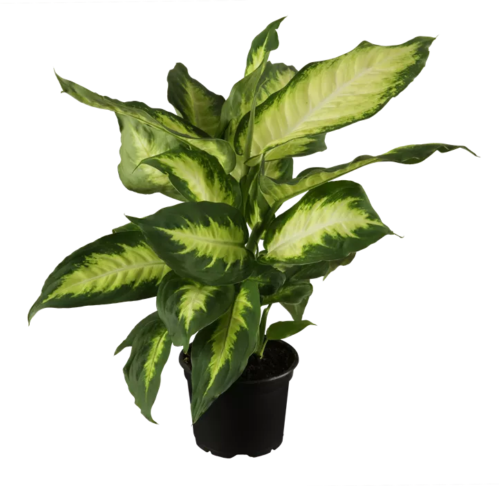 Dieffenbachie 'Camilla'