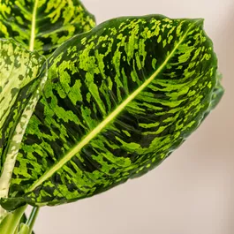 Dieffenbachia reflector