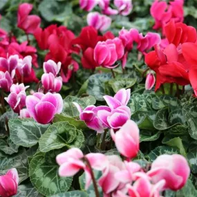 Cyclamen persicum Midi
