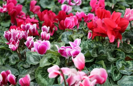 Cyclamen (1).jpg