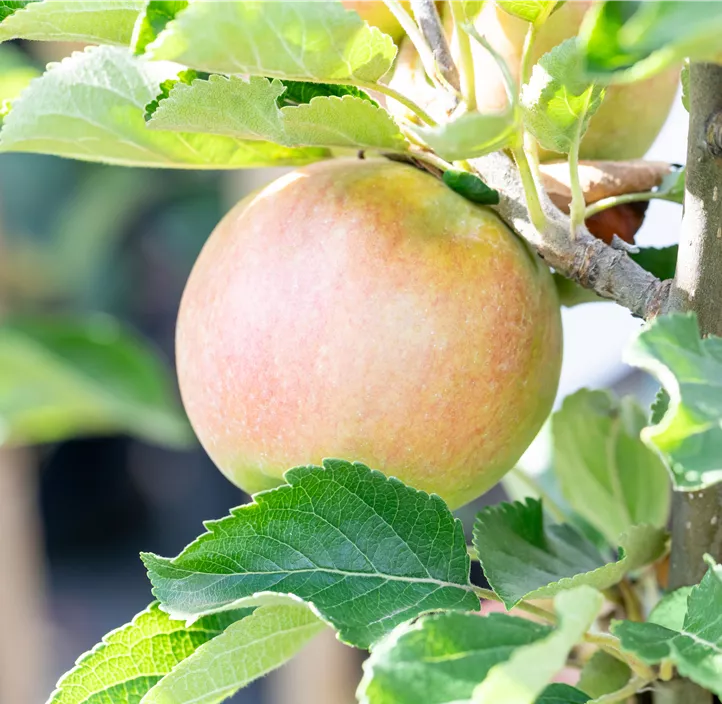 Apfel 'Idared' Apfel 'Idared'