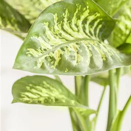 Dieffenbachia tropic snow