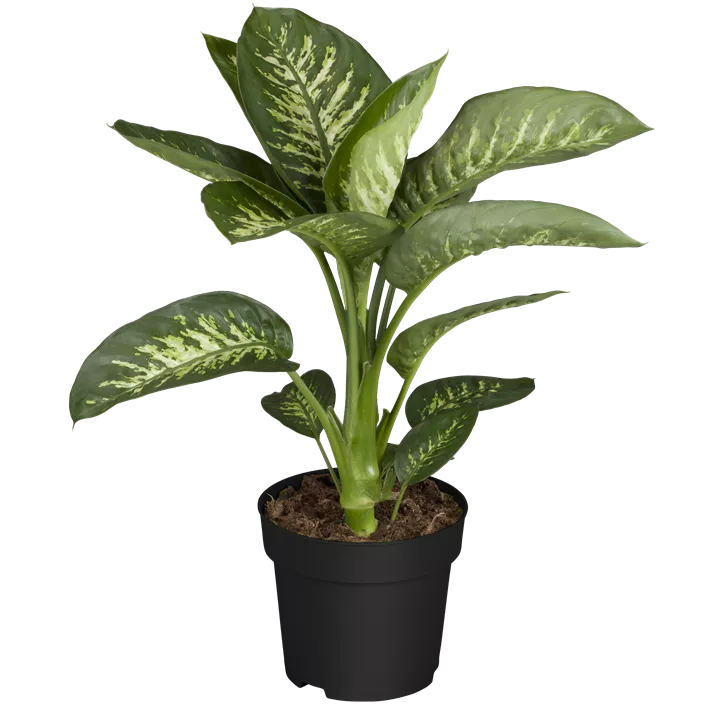 Dieffenbachie 'Tropic Snow'