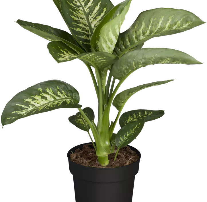 Dieffenbachie 'Tropic Snow'