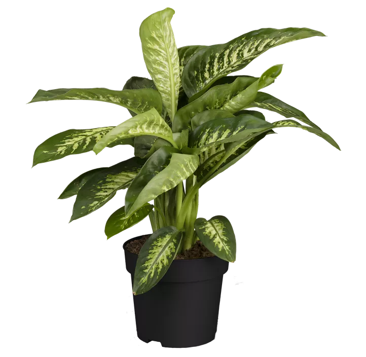 Dieffenbachie 'Tropic Snow'